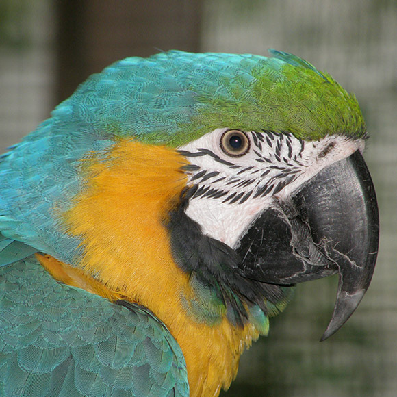 Ararauna