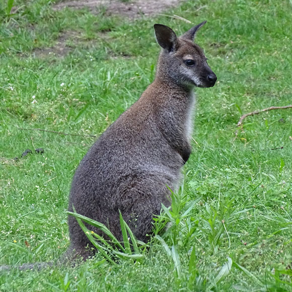 Känguru