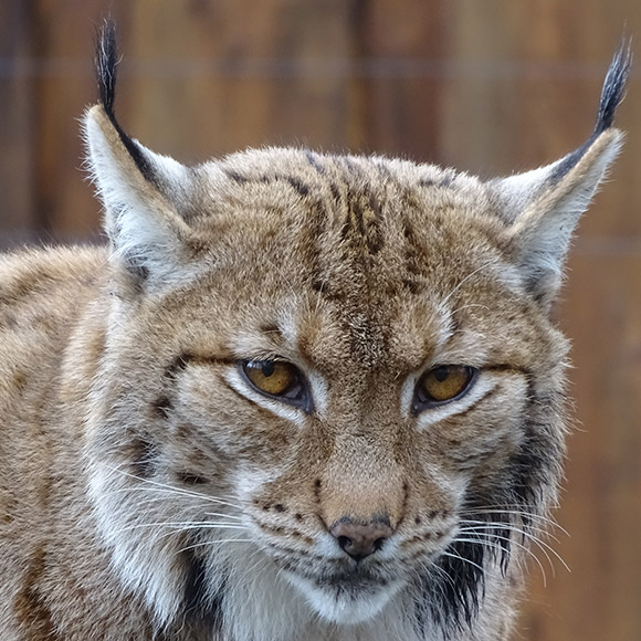 Karpatenluchs