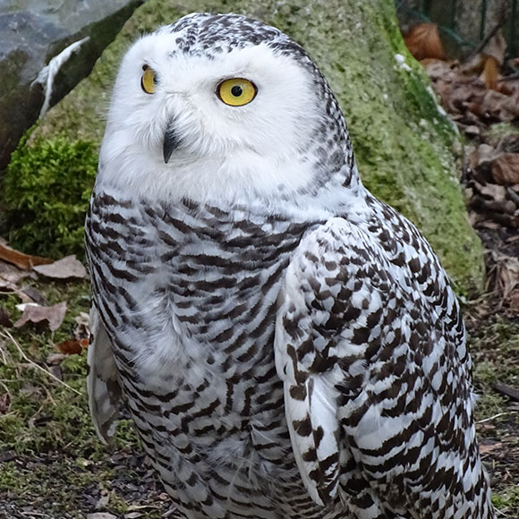 Schneeeule