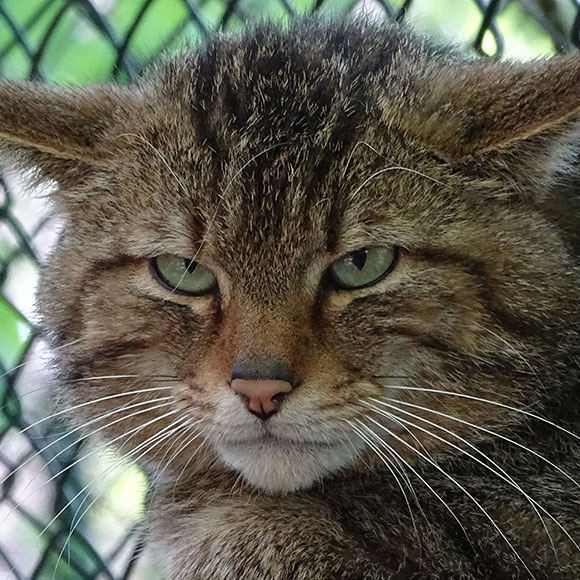 Wildkatze