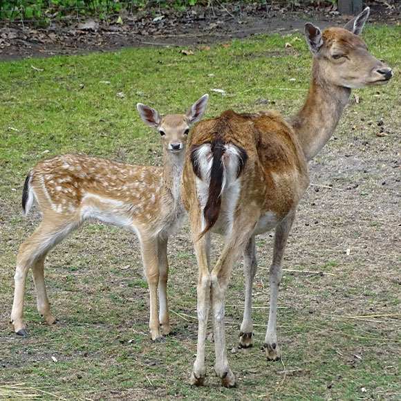 Damhirsch