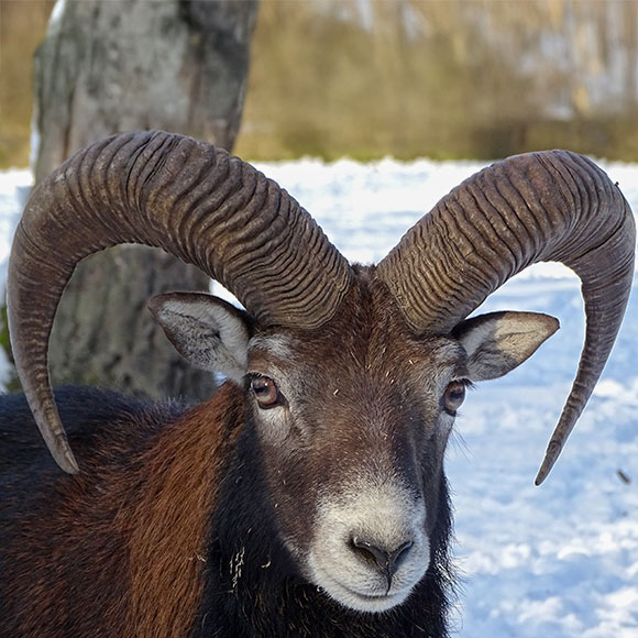 Mufflon