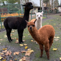 Tierparkfest